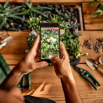 The Virtual Greenhouse: Using Your Phone To Create A Plant Care Routine