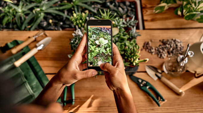 Top View Of A Woman Holding A Phone And Taking A Photo Of Succulents On A Wooden Table. On The Table There Are Garden Tools For Transplanting Pots, A Watering Can, A Sprayer For Flowers And Plants.