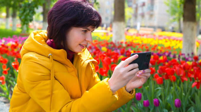 Woman Photographing Blooming Tulips On Her Phone.